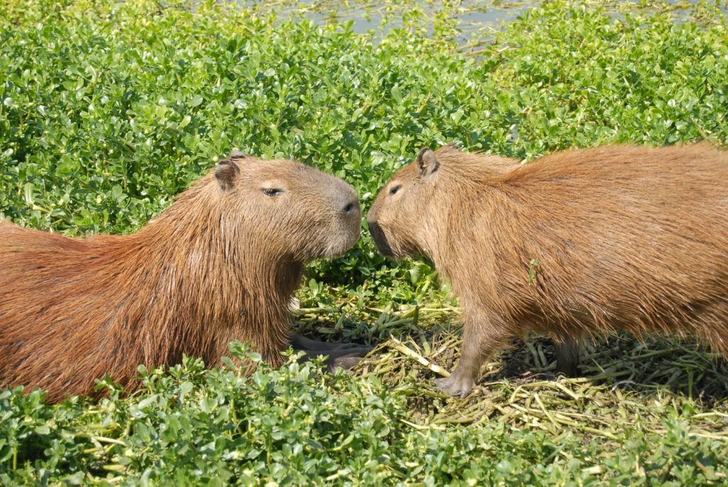 Quem Nunca Teve Um Pa A Capivara Deu Cria 2823